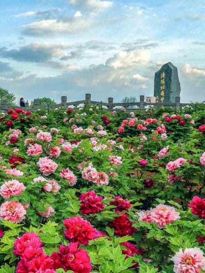 NGẮM HOA MẪU ĐƠN: TÂY AN - LẠC DƯƠNG – TRỊNH CHÂU