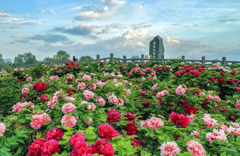 NGẮM HOA MẪU ĐƠN: TÂY AN - LẠC DƯƠNG – TRỊNH CHÂU