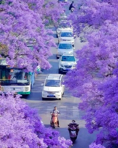 HÀ NỘI – CÔN MINH – HOA PHƯỢNG TÍM